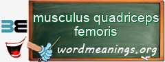 WordMeaning blackboard for musculus quadriceps femoris